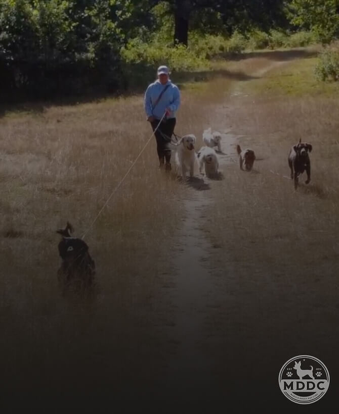Dog Walking