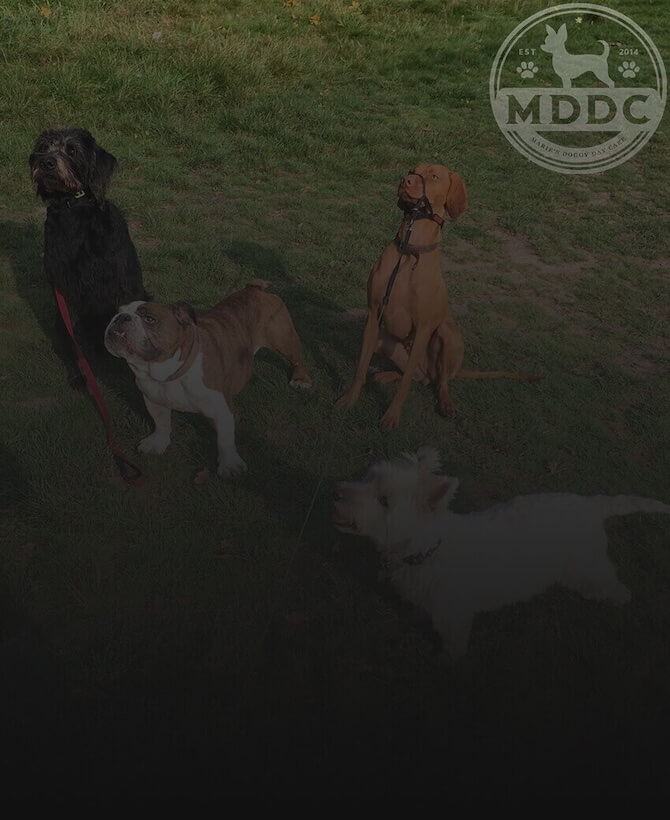 Marie's Doggy Day Care