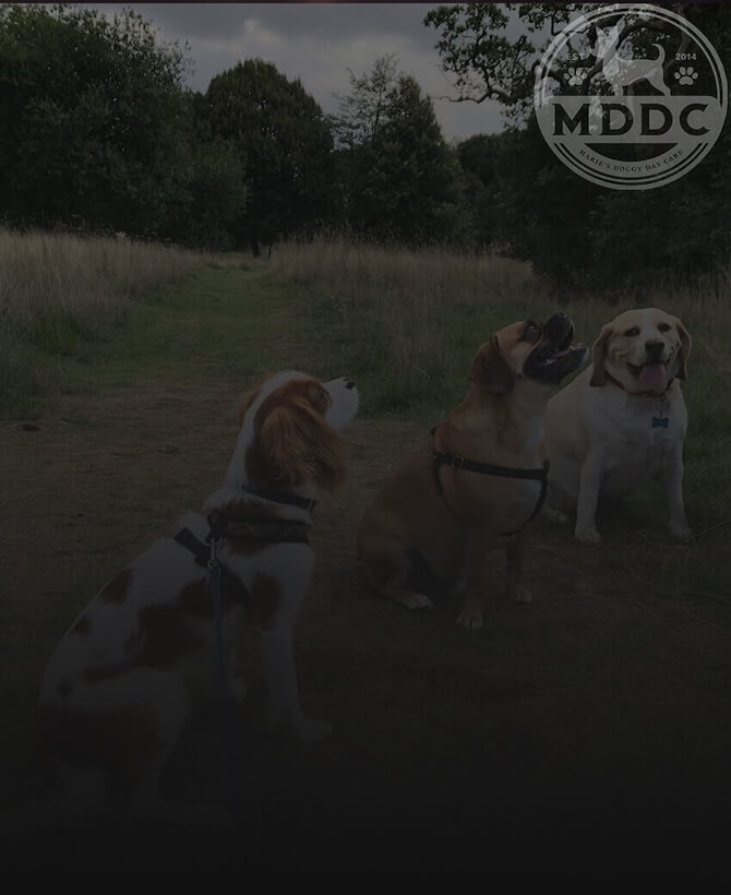 Marie's Doggy Day Care